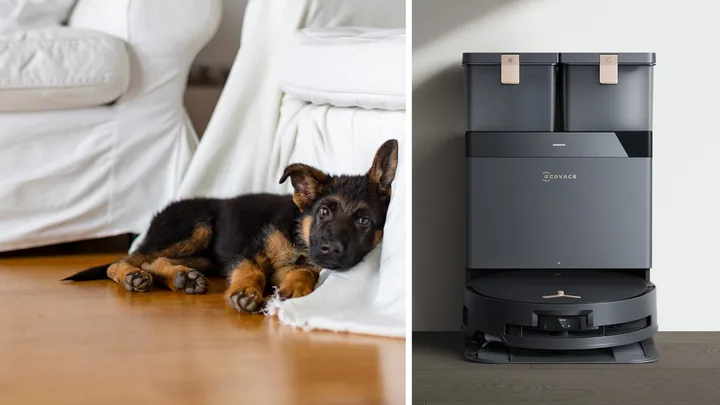 German Shepherd puppy lying on floor with inset Ecovacs robotic vacuum cleaner and auto empty station