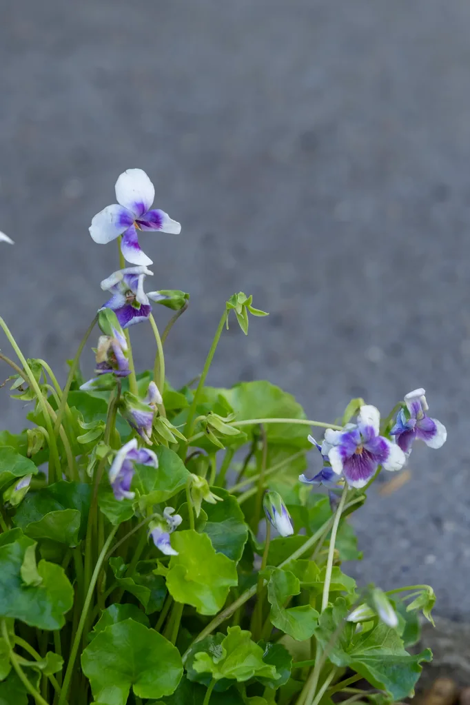 native violet close up with next to concrete
