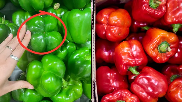hand holding up green capsicum with 4 and 3 bumps side by side red capsicums
