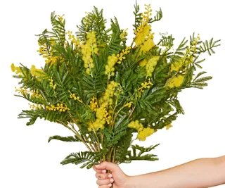 Artifical wattle Mimosa, Forever Flowering