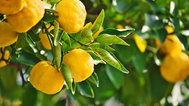 backyard citrus hedge of lemons
