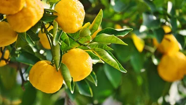 backyard citrus hedge of lemons