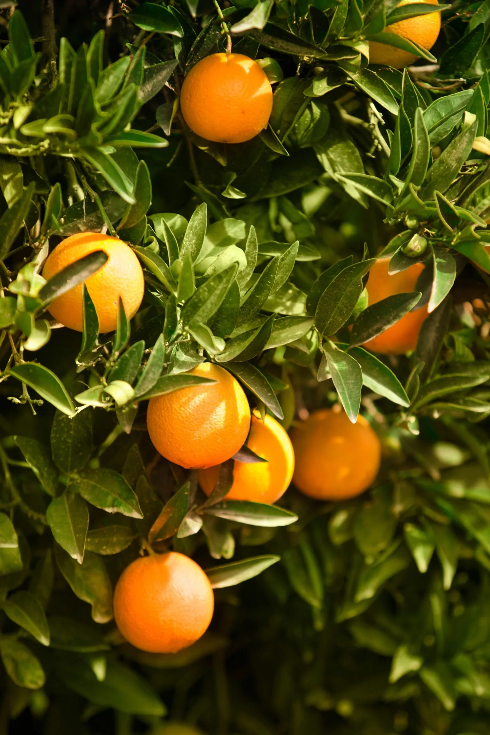 orange citrus hedge
