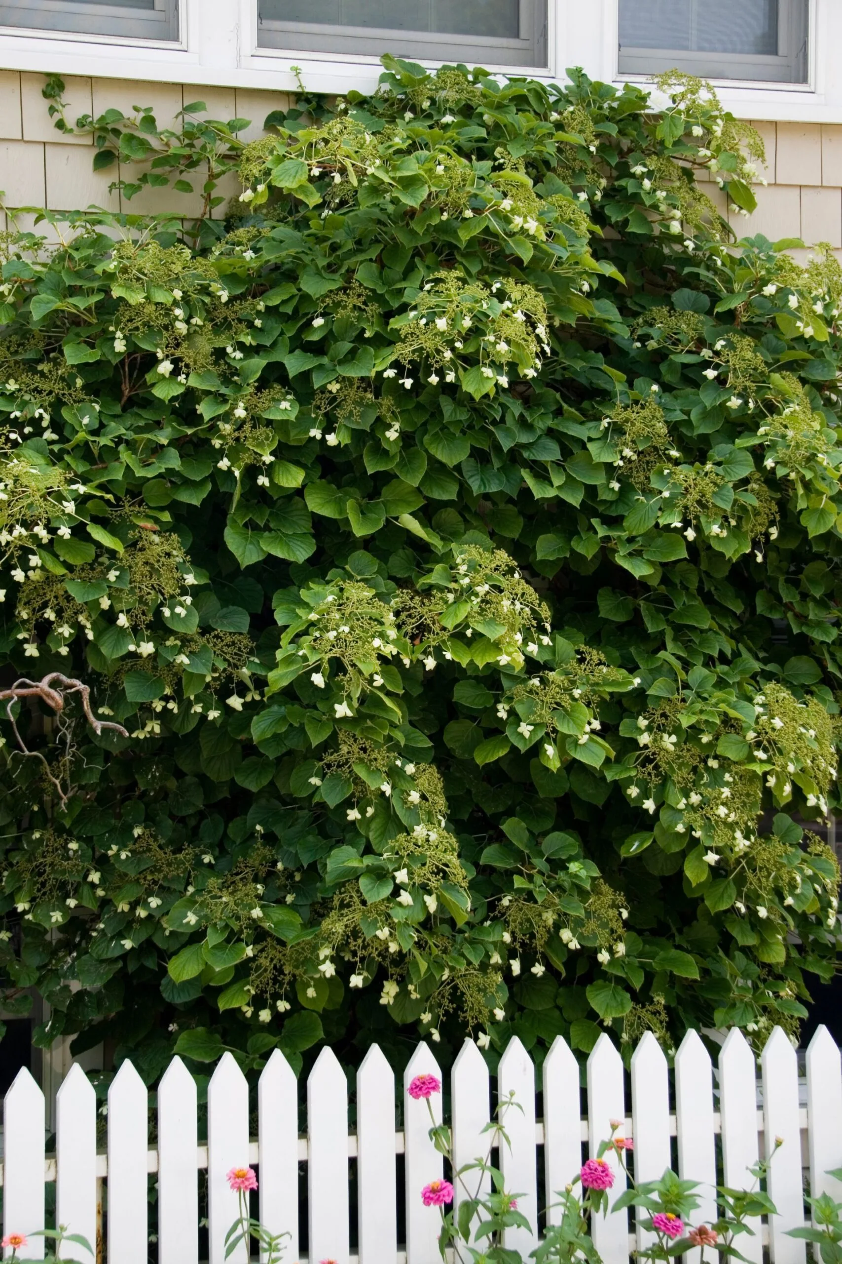 climbing hydrangea in backyard
