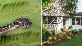 diamond python snake in fern fronds next to front yard scene with native grasses and white wooden panelled house