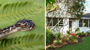 diamond python snake in fern fronds next to front yard scene with native grasses and white wooden panelled house