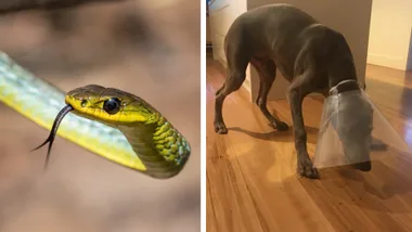 common australia tree snake with dog in head cone on the right side
