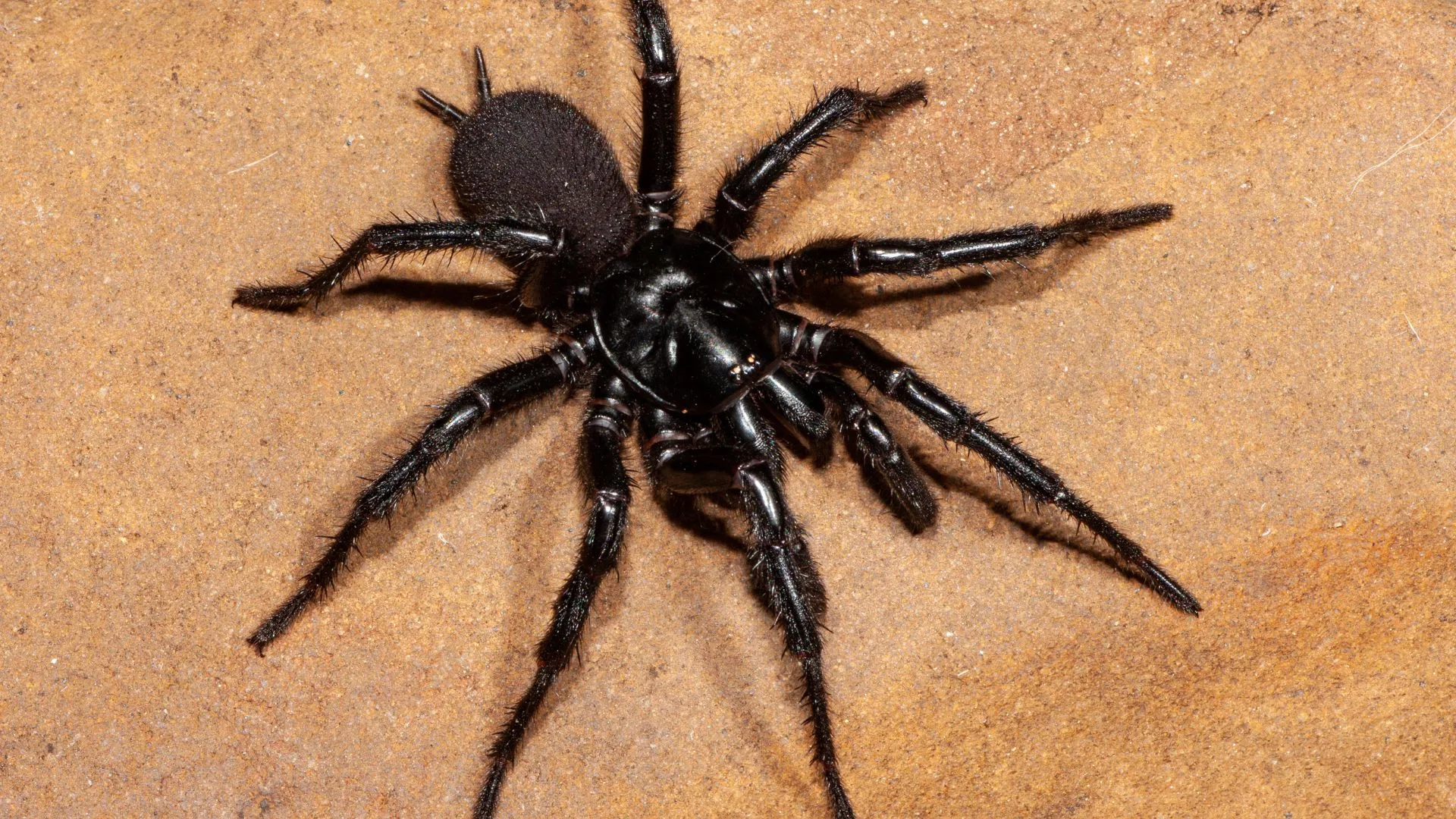 Funnel web spider