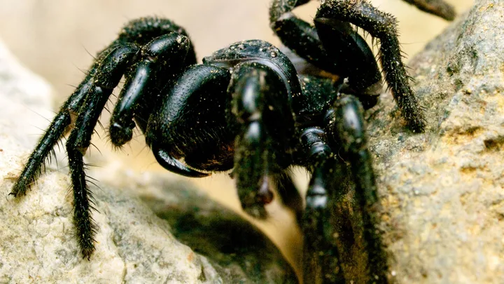 funnel web spider close up of fangs