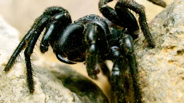 funnel web spider close up of fangs