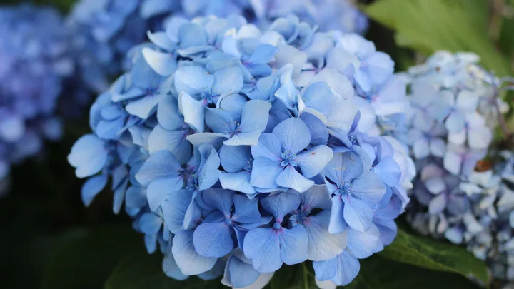 This hydrangea climbs 15 metres up walls without a trellis