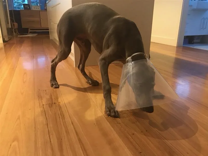 dog wearing cone on head on wooden floorboards