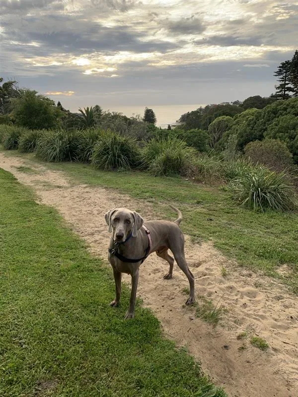 dog looking at camera in grassy parkland area