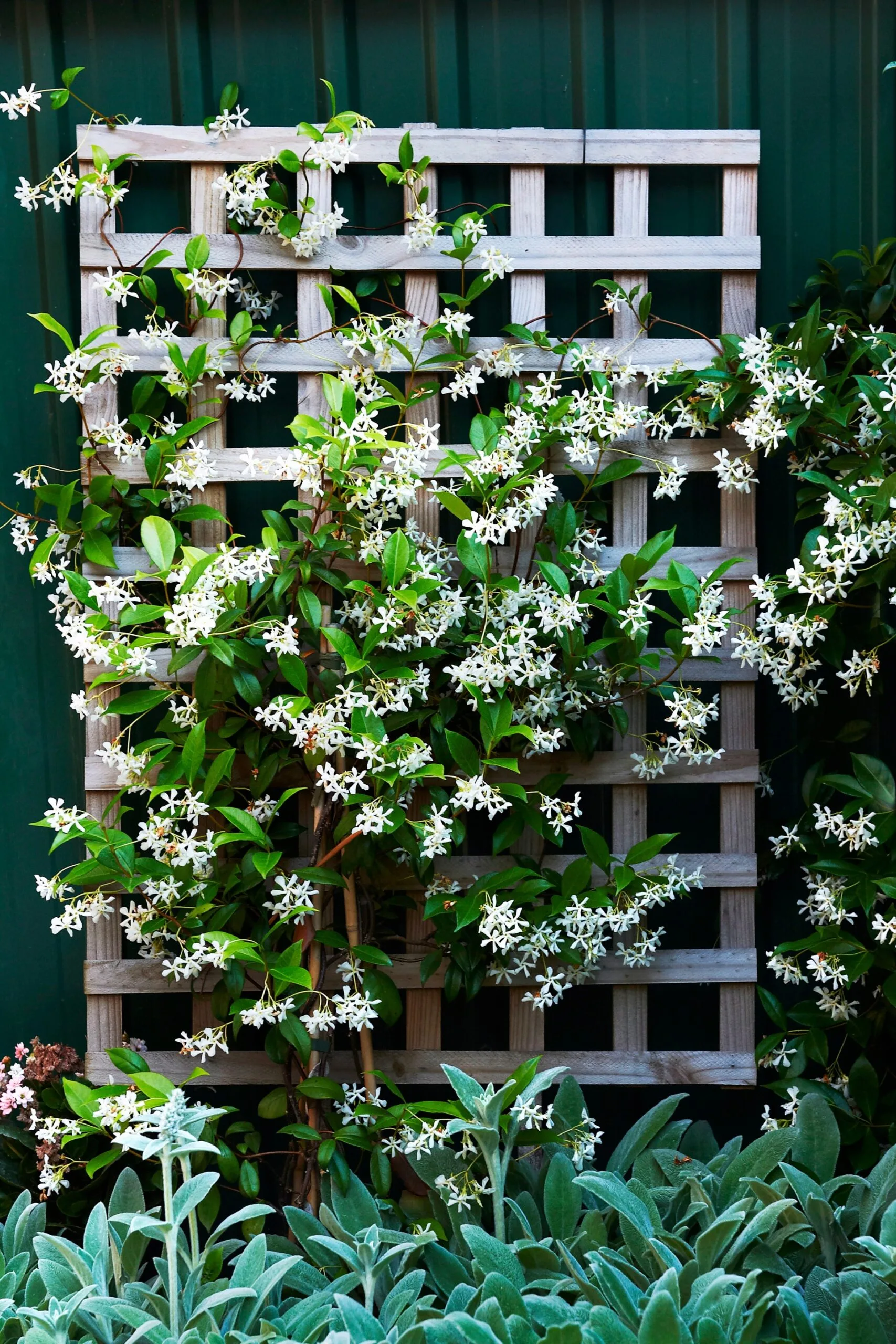 jasmine on wooden trellis winding up with lambs ear plants in the front