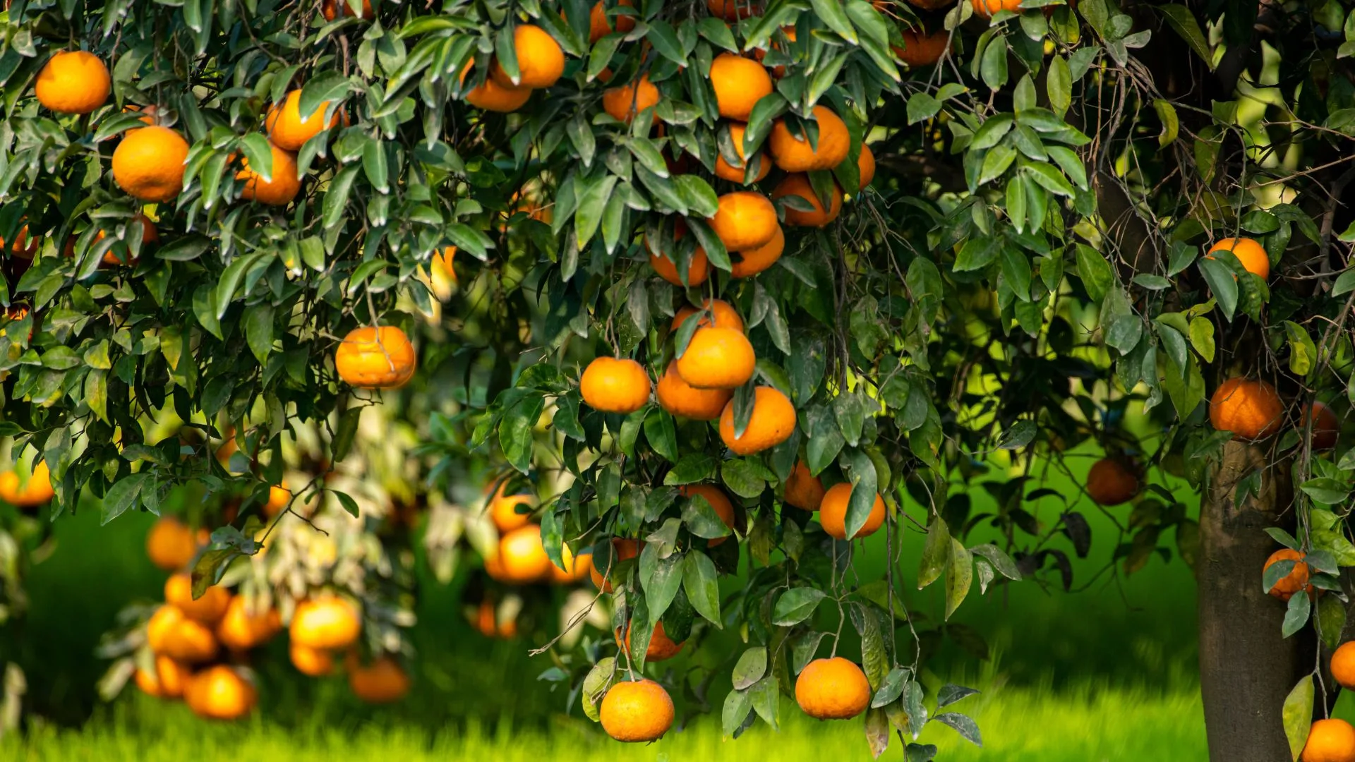 Citrus hedge blocking neighbour's view with oranges growing