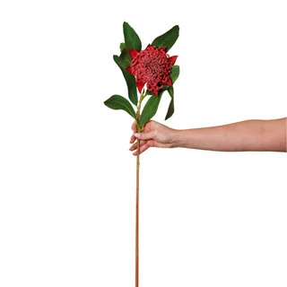 Waratah real touch flower stem, Forever Flowering