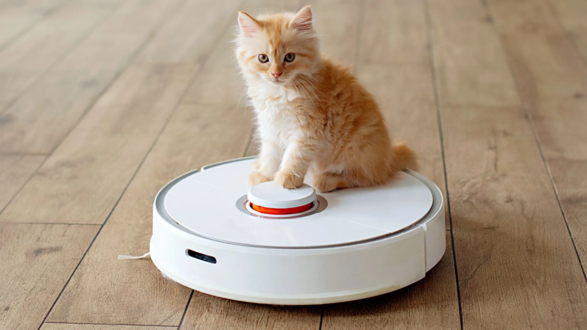 An orange fluffy kitten sitting on top of a white robot vacuum cleaner on a wooden floor.