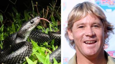 4 animals named after Steve Irwin, including a snake and a ‘crikey snail’