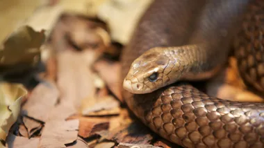 eastern brown snake