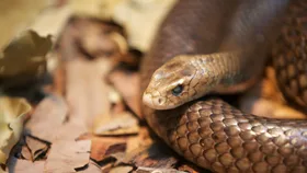 Queensland scientists discover a major problem with Australia’s snake antivenom