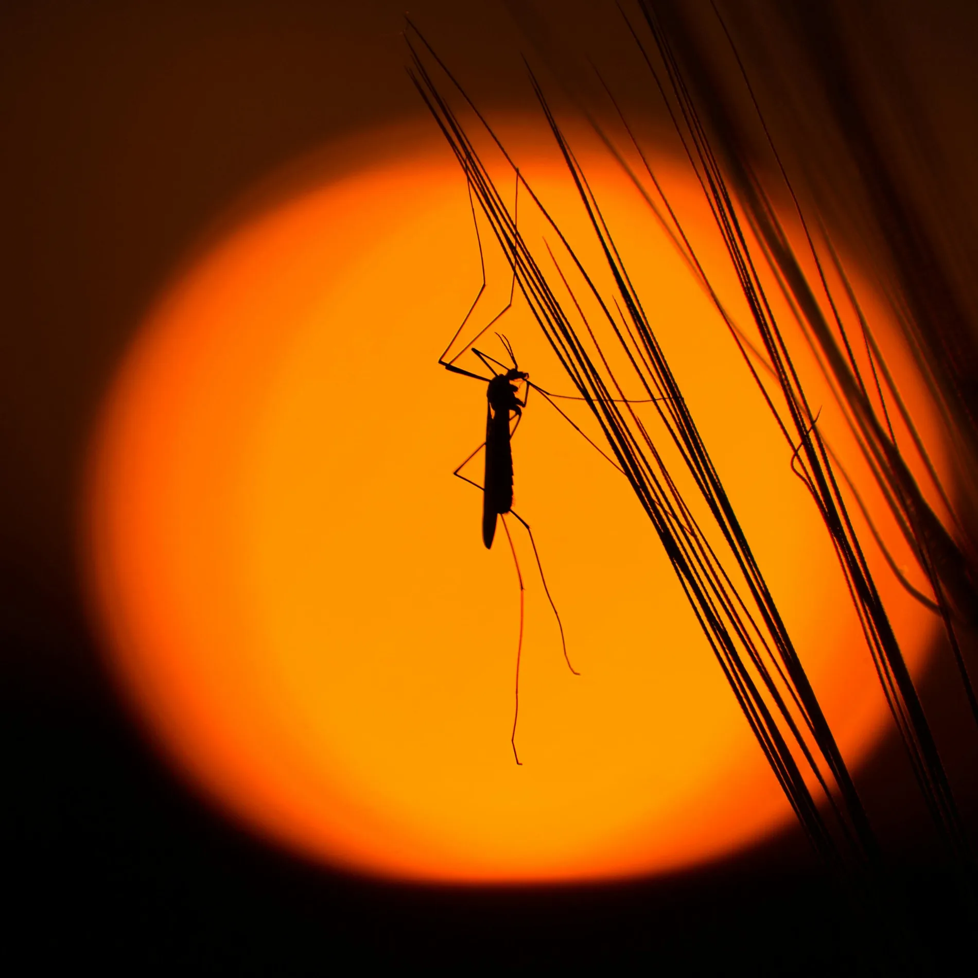 mosquito warnings nsw