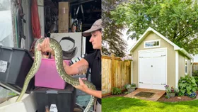 Why you&rsquo;re more likely to see a snake after it rains