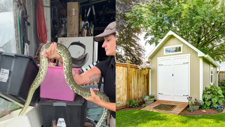 snake taking cover in a shed while it rains