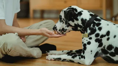 Petzyo discount code