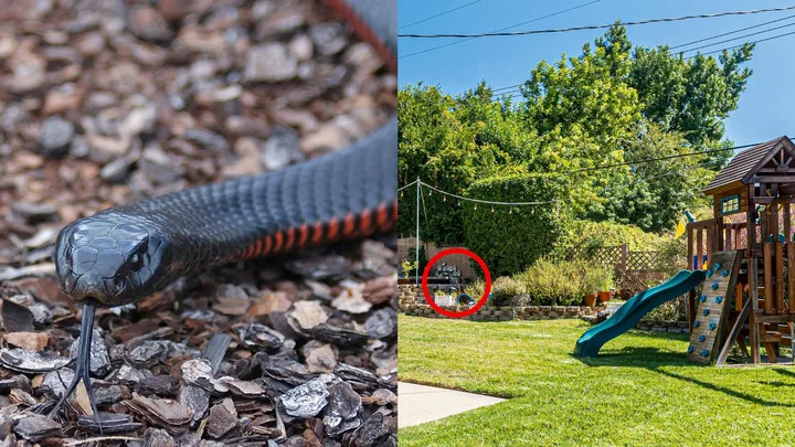 red bellied black snake in yard