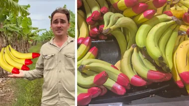Image of Eco Banana grower with inset bananas with red wax tip. On the right, an image of red tipped bananas on a stand in Woolworths.