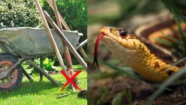 snake mistake in backyard