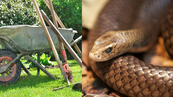 snake hiding in backyard