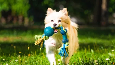 Save on pet essentials with a Swaggle discount code or deal.