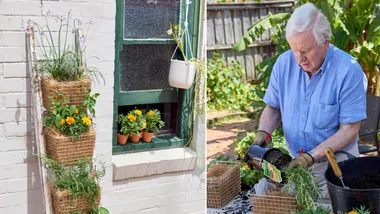 15 ways to grow a vertical garden that will save on space and money