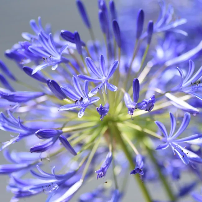 agapanthus flowering