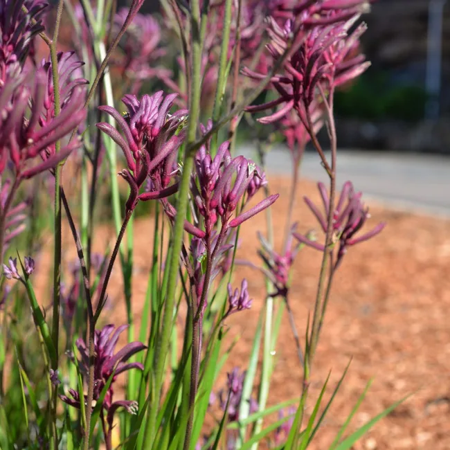 new native kangaroo paw