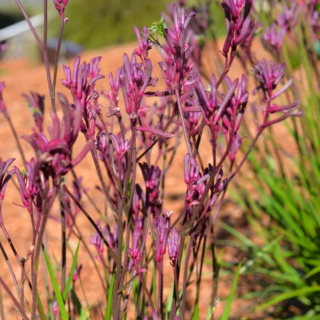 new kangaroo paw
