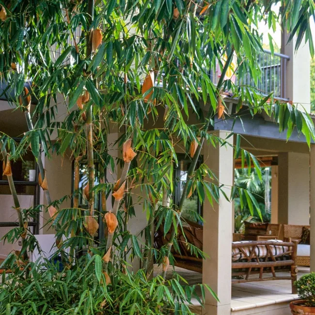 bambo growing in a backyard