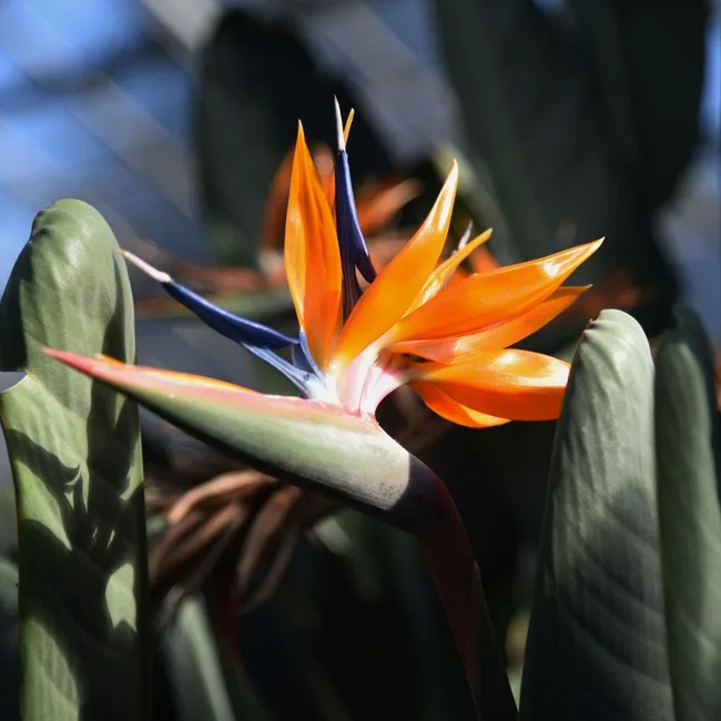 bird of paradise in bloom