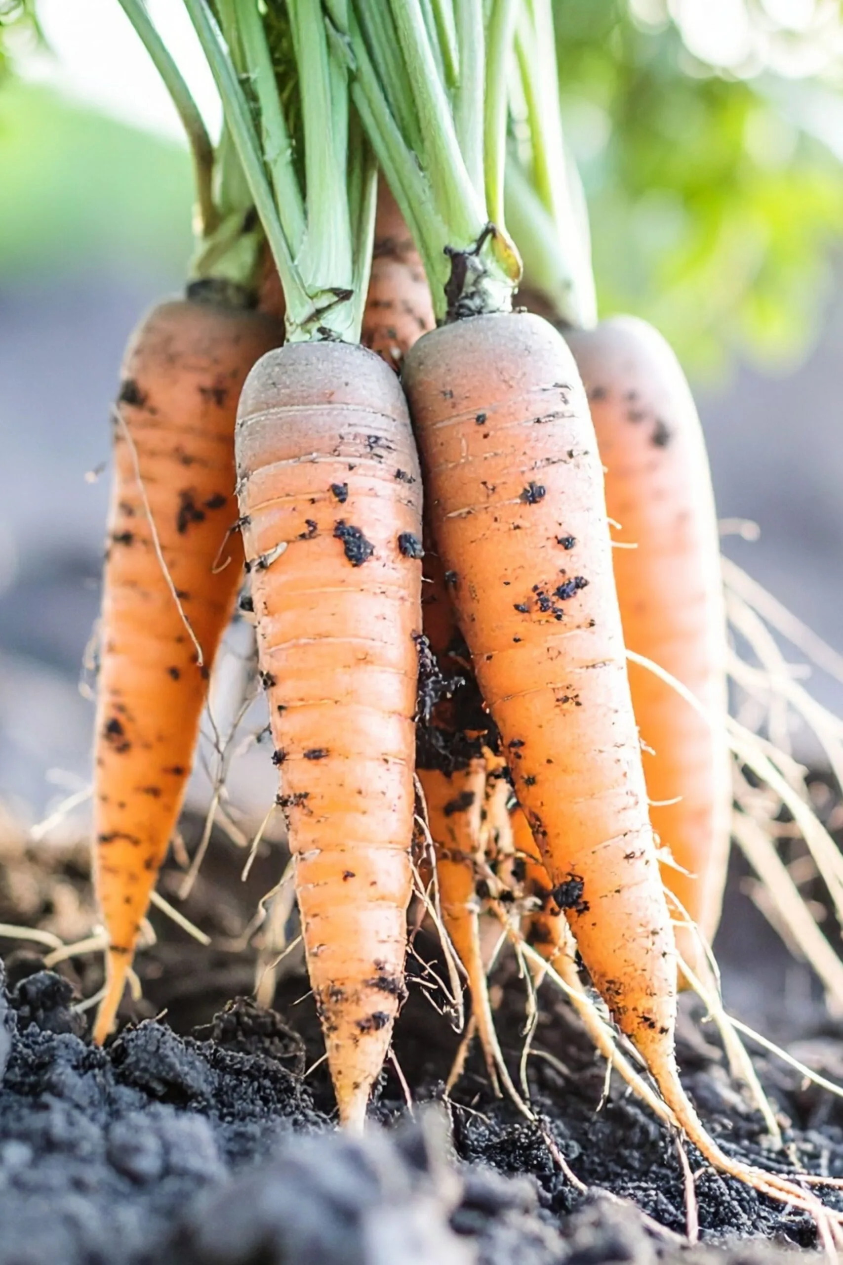 pulling carrots out of the ground
