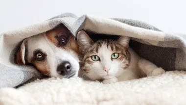 cat and dog hiding under blanket