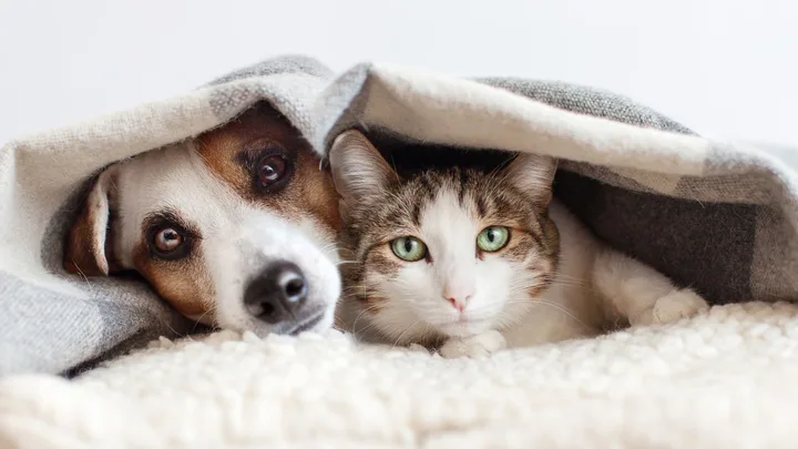 cat and dog hiding under blanket
