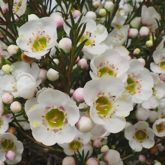 new native waxflower