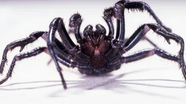 Spider expert shares why funnel-webs are flooding Aussie backyards right now