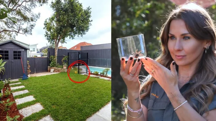 Spider expert shares the reason funnel-webs are flooding Aussie backyards