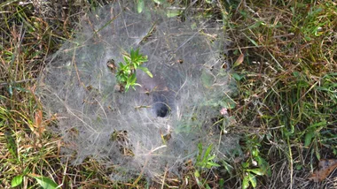 funnel web spider nest