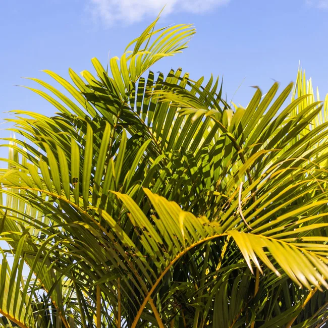 gold palm plant regret