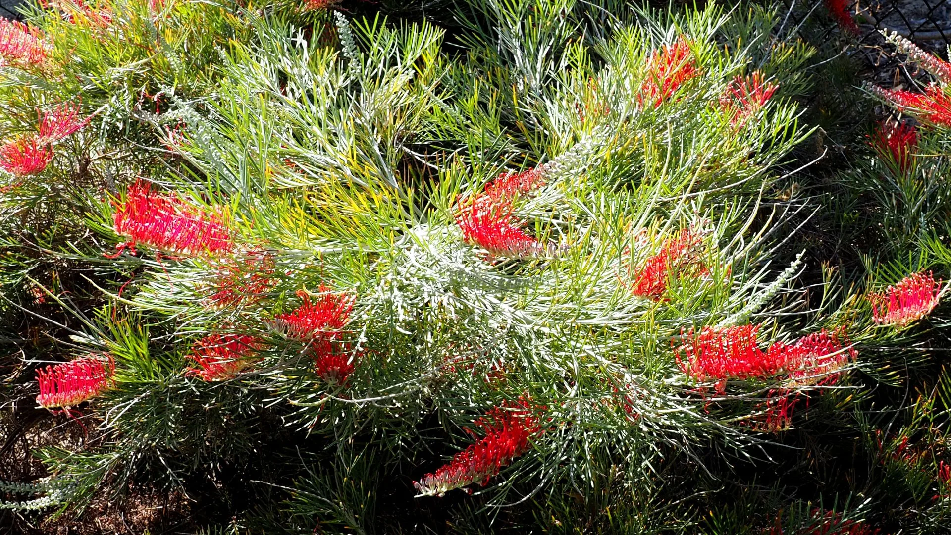 new australian native grevillea rica