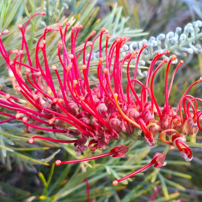 new native grevillea