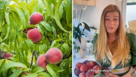 A split hero image with peaches growing on a tree on the left and a screen grab of horticulturist Melissa King on the right.